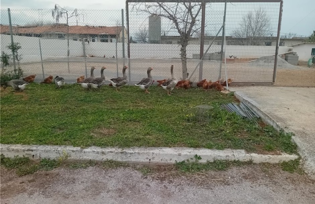 ΧαμογελοτουΠαιδιου2 1