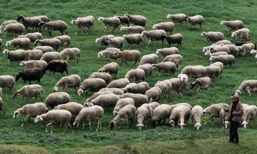 Ανοίγει η πλατφόρμα των δηλώσεων για την πληρωμή έκτακτης ενίσχυσης 89 εκατ. ευρώ σε κτηνοτρόφους