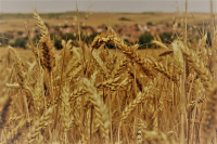 Μειωμένες κατά 62% οι εξαγωγές σιτηρών από την Ουκρανία