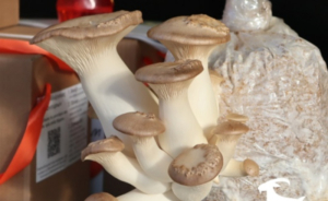 Περισσότεροι από 4.000 επισκέπτες βρέθηκαν στο 2ο Φεστιβάλ Αμάλθεια