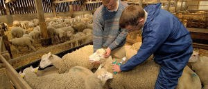 ΕΕΕΔΕΕ: Αυστηρά μέτρα και όχι μαζικός εμβολιασμός για την ευλογιά