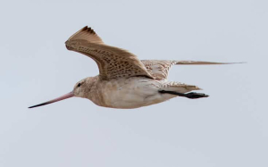 Λιμόζα σπάει το ρεκόρ Γκίνες πετώντας από την Αλάσκα στην Αυστραλία χωρίς στάση