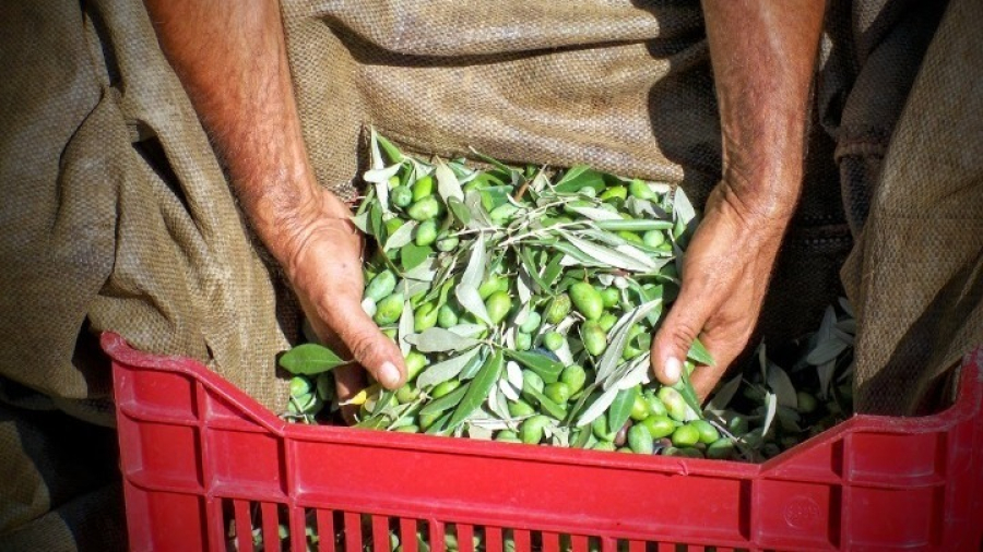 Γαλλία: Στις επιπτώσεις της κλιματικής αλλαγής στην ελαιοπαραγωγή αναφέρονται τα ΜΜΕ