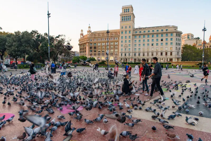 Η Βαρκελώνη αντιμετωπίζει υπερπληθυσμό περιστεριών, αρουραίων και κατσαρίδων