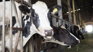 Βουλή: Ψηφίστηκε το ν/σ για τις κτηνοτροφικές εγκαταστάσεις