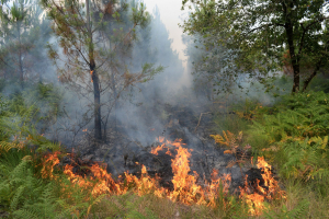 Χαλκιδική: Μεγάλη φωτιά - Πολύωρη μάχη των πυροσβεστών