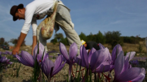 Κρόκος Κοζάνης: Μειωμένη κατά 30% φέτος η παραγωγή - Μέτρα για να μη "σβήσει" η καλλιέργεια