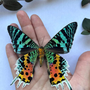 Αληθινά φτερά πεταλούδας γίνονται κοσμήματα, στον αγώνα για τη διατήρηση σπάνιων ειδών
