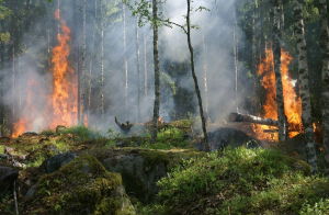 Πολιτική Προστασία: Πολύ υψηλός κίνδυνος πυρκαγιάς την Τετάρτη σε 4 Περιφέρειες