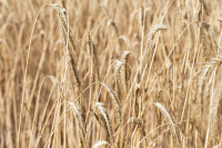 Ρωσία: Επιρρίπτει τις ευθύνες στη Δύση για τις εξαγωγές των σιτηρών