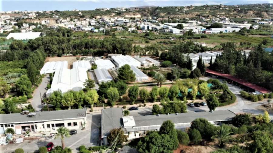 Η καλλιέργεια χαρουπιού στην Κρήτη και το νέο ερευνητικό έργο