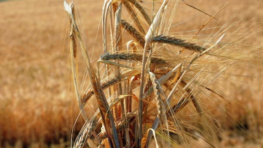 ΕΕ: Οι ΥΠΕΞ συζητούν για τα σιτηρά που παραμένουν αποκλεισμένα στα λιμάνια της Ουκρανίας