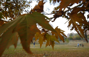 Περιβάλλον: Σχεδόν το 1 στα 3 είδη δέντρων της Γης κινδυνεύουν με εξαφάνιση