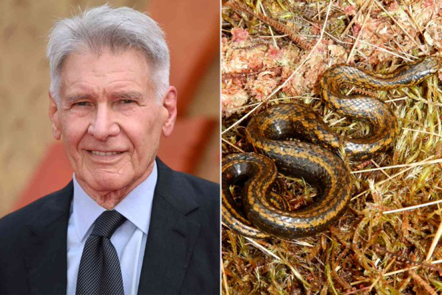 Επιστήμονες βάφτισαν «Χάρισον Φορντ» νέο είδος φιδιού, που ανακαλύφθηκε στο Περού