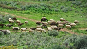 Κοινό μέτωπο κυβέρνησης και Περιφερειών για την ευλογιά των αιγοπροβάτων
