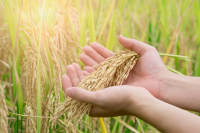 Ουκρανία: Μείωση της παραγωγής σιταριού 40% αναμένεται το 2022-2023