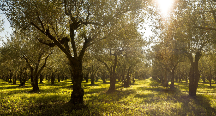 Costa Navarino: Συμβάλλει στην εξάλειψη των δασικών πυρκαγιών