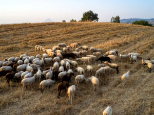 Νέα oμάδα εργασίας για την αντιμετώπιση της ευλογιάς στην κτηνοτροφία
