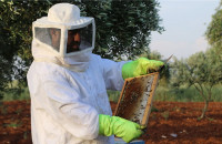 Σε λειτουργία η πλατφόρμα του Εθνικού Ηλεκτρονικού Μελισσοκομικού Μητρώου