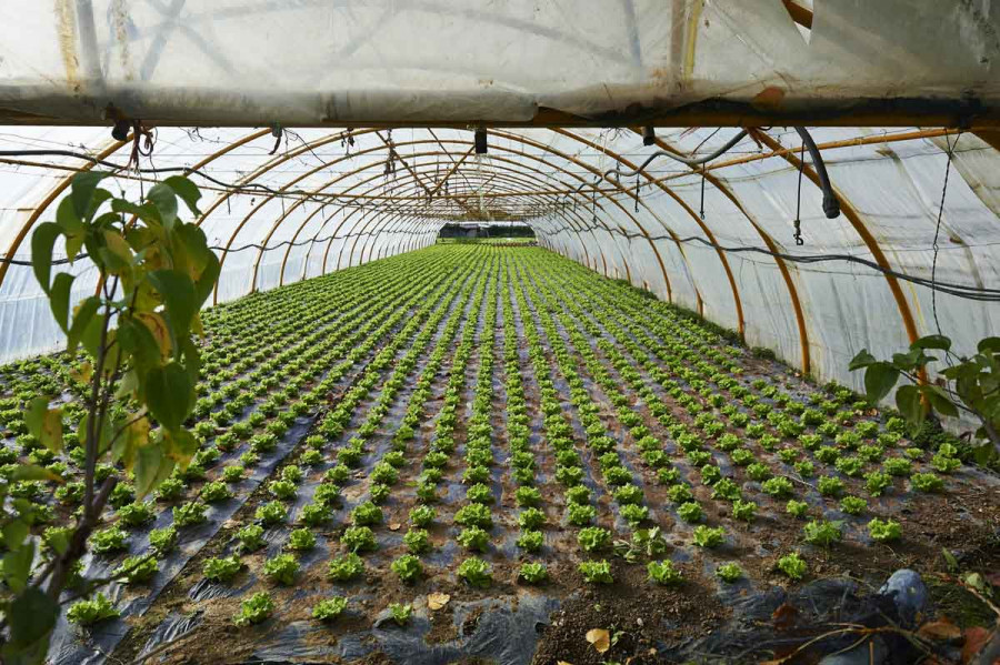 Θεσσαλονίκη: Ψηφιακό «παράθυρο» για αγορές απευθείας από το ...χωράφι «ανοίγουν» πέντε φοιτητές