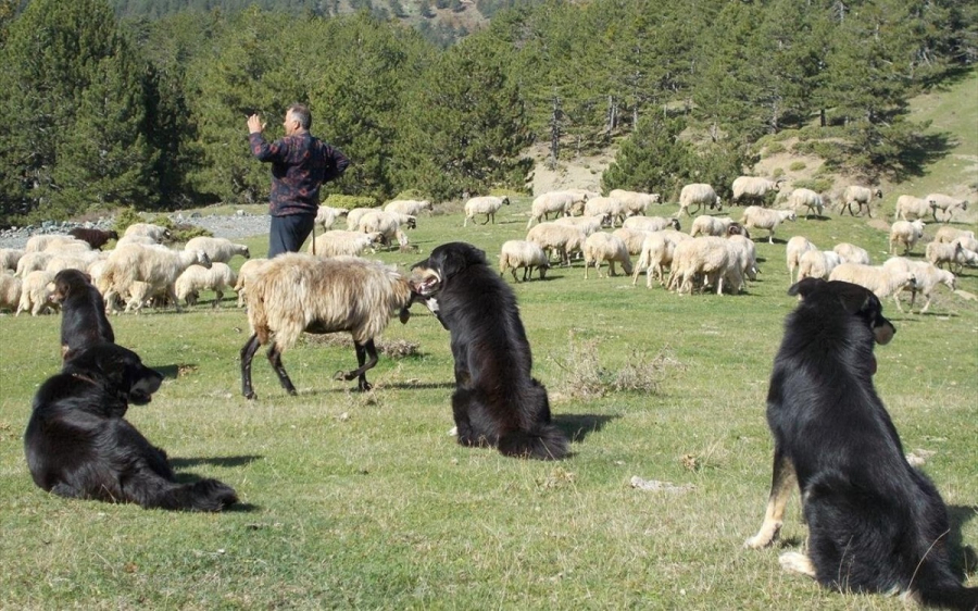 Πώς θα κατανεμηθούν τα 89 εκατ. ευρώ στους κτηνοτρόφους