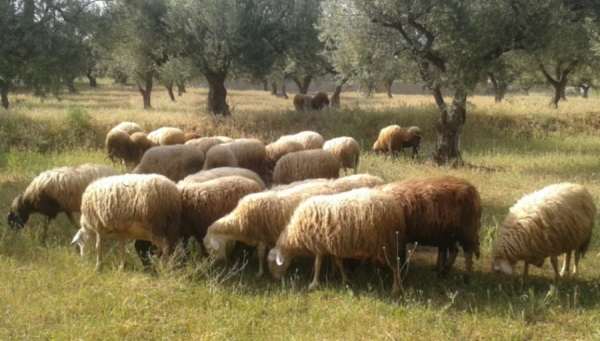 Ξεκίνησαν οι αποζημιώσεις κτηνοτρόφων για ευλογιά και πανώλη