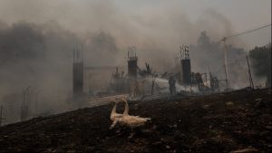Πυρκαγιές: Μεγάλες απώλειες σε ζωικό κεφάλαιο και καλλιεργήσιμες εκτάσεις στον Έβρο