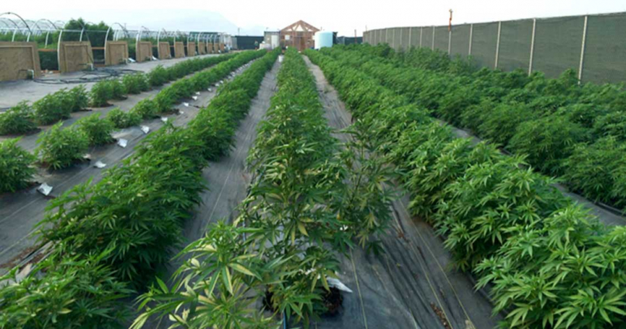 MEΡΥΚΑΝ ΙΚΕ: Στον αναπτυξιακό, η επένδυση για την παραγωγή φαρμακευτικής κάνναβης