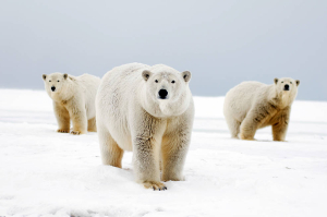 Οι πολικές αρκούδες σε κίνδυνο λιμοκτονίας στην Αρκτική