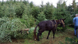 Χαλκιδική-Παραγωγοί χριστουγεννιάτικων ελάτων: Ίσως «σπάσουν» το ρεκόρ πωλήσεων του 2021