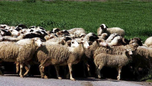 Τα μέτρα για τον περιορισμό και εκρίζωση της ευλογιάς των αιγοπροβάτων - Τι πρέπει να κάνουν οι κτηνοτρόφοι