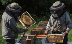 Οι παράνομες ελληνοποιήσεις στο μέλι, πλήττουν τους μελισσοκόμους της Χαλκιδικής