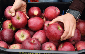 ΜΚΟ προειδοποιούν για φυτοφάρμακα στα μήλα στην Ευρώπη
