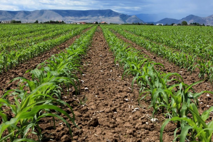 ΕΛΣΤΑΤ: Άνοδος 20,3% του γενικού δείκτη τιμών εκροών στη γεωργία - κτηνοτροφία τον Απρίλιο