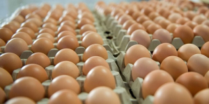 ΣΔΟΕ: Κατασχέθηκαν παράνομα αβγά