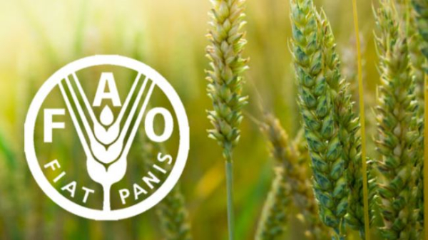 FAO: Οι παγκόσμιες τιμές των τροφίμων μειώθηκαν τον Ιανουάριο