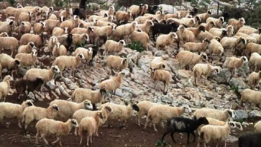 Σύσκεψη στη Λέσβο για τα μέτρα βιοασφάλειας απέναντι στον αφθώδη πυρετό