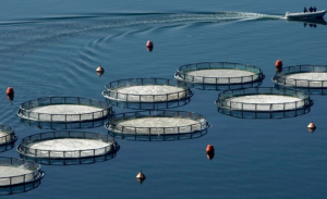 Ελληνική ιχθυοκαλλιέργεια: Αύξηση των εξαγωγών το 2020 - Μείωση του όγκου αλλά σταθερή αξία πωλήσεων
