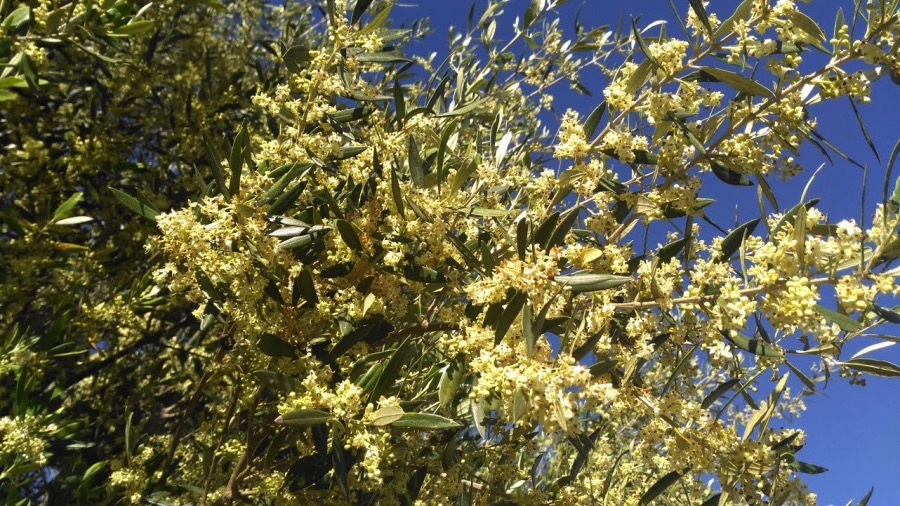 Οι υψηλές θερμοκρασίες του χειμώνα προκάλεσαν την πρόωρη ανθοφορία των ελαιόδεντρων