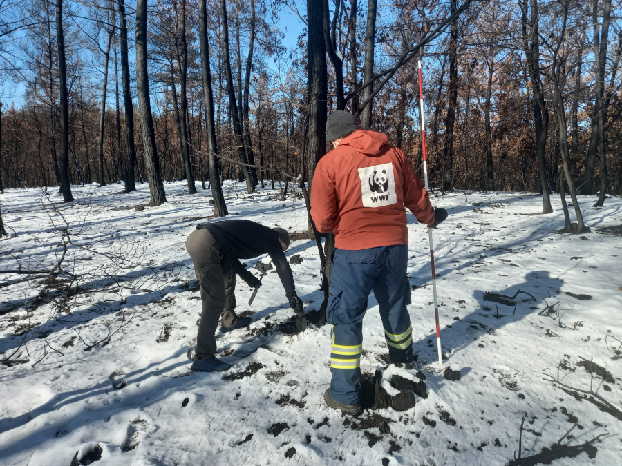 Το WWF εκπόνησε μελέτη αποκατάστασης του δάσους της Δαδιάς