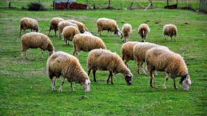 Το σχέδιο του ΥΠΑΑΤ για την ανασυγκρότηση του κτηνοτροφικού κλάδου στη Θεσσαλία
