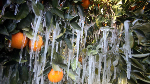 Εφαρμογή προειδοποιήσεων παγετού για τους αγρότες - Πώς θα λειτουργεί