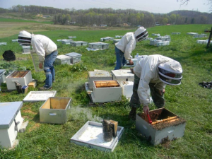 Στ.Κελέτσης: Υπεγράφη η απόφαση για την ανασύσταση του Μελισσοκομικού Πάρκου Δαδιάς