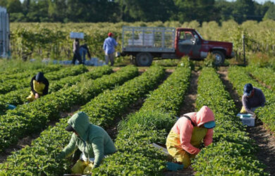 Παρατείνεται έως 30/6/23 η προθεσμία υποβολής αιτημάτων για κατά παρέκκλιση μετάκληση εργατών γης