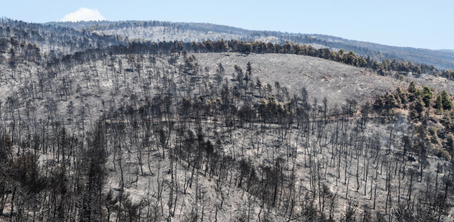 Meteo: Το 16% των δασών της Αττικής κάηκε από τις φωτιές