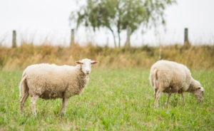 Η Περιφέρεια Θεσσαλίας σε συνεργασία με την πανεπιστημιακή κοινότητα παρουσιάζει το Θεσσαλικό πρόβατο