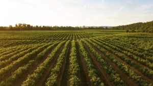 ΑΑΔΕ: Στον εισαγγελέα οι πρώτες 50 μαζικές διαγραφές αγρών στο Ε9