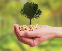 Τι αναφέρει η πράξη νομοθετικού περιεχομένου για τα μέτρα στήριξης των πυρόπληκτων και τις αναδασώσεις (ΦΕΚ)