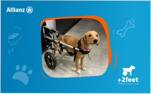 Allianz &amp; Plus2Feet: Δωρεά 425 βοηθητικών συσκευών για ζώα με κινητικά προβλήματα από το 2021