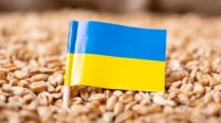 Ουκρανία: Οι εξαγωγές σιτηρών σημείωσαν ετήσια πτώση 43% τον Ιούνιο